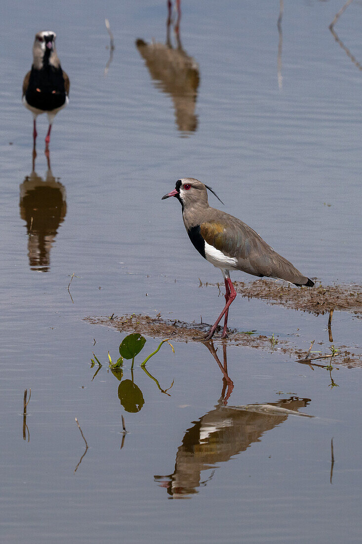 Southern Lapwings, Vanellus chilensis, in a roadside pond near Tartagal, Argentina.