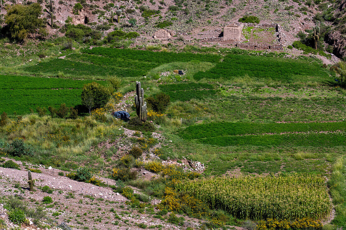 Farm fields in the eroded canyon of the Cuesta de Lipan between Purmamarca & Salinas Grande in Argentina.