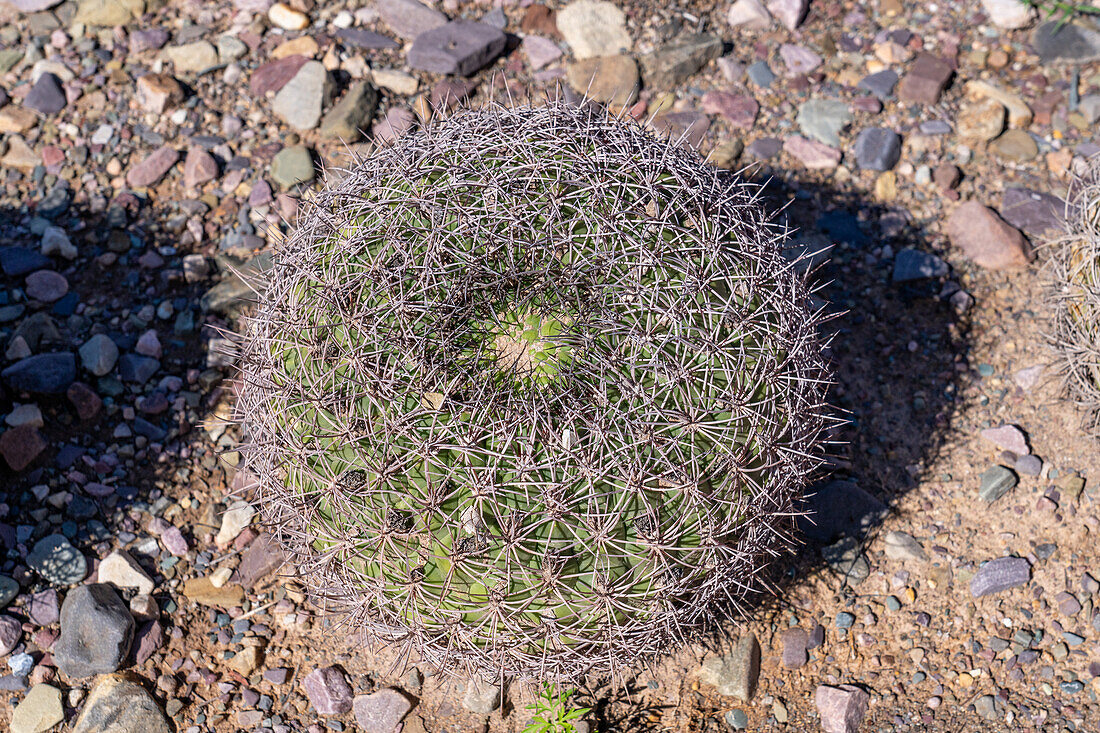 Riesen-Kinnkaktus, Gymnocalycium saglionis, endemisch in Nordwest-Argentinien, im Jardin Botánico de Altura, Tilcara, Argentinien