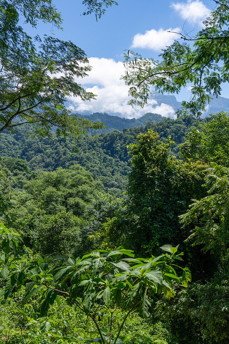 Der subtropische Yungas-Wald im Calilegua-Nationalpark im UNESCO-Biosphärenreservat Yungas in Argentinien