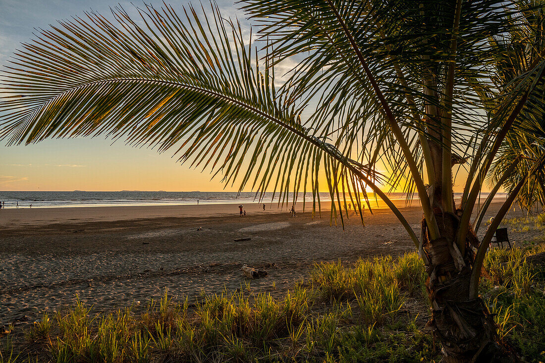 Palm tree at the edge of the beach in Las Lajas, Panama