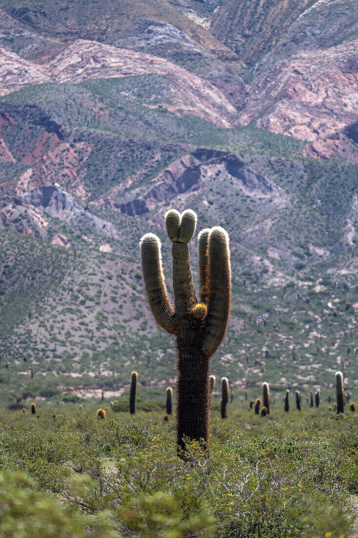 Ein argentinischer Saguaro oder Cordon Grande Kaktus im Nationalpark Los Cardones in der Provinz Salta, Argentinien