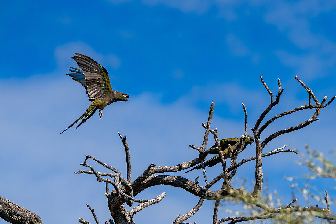 A Burrowing Parrot, Cyanoliseus patagonus, landing in a tree near Cafayate, Argentina.