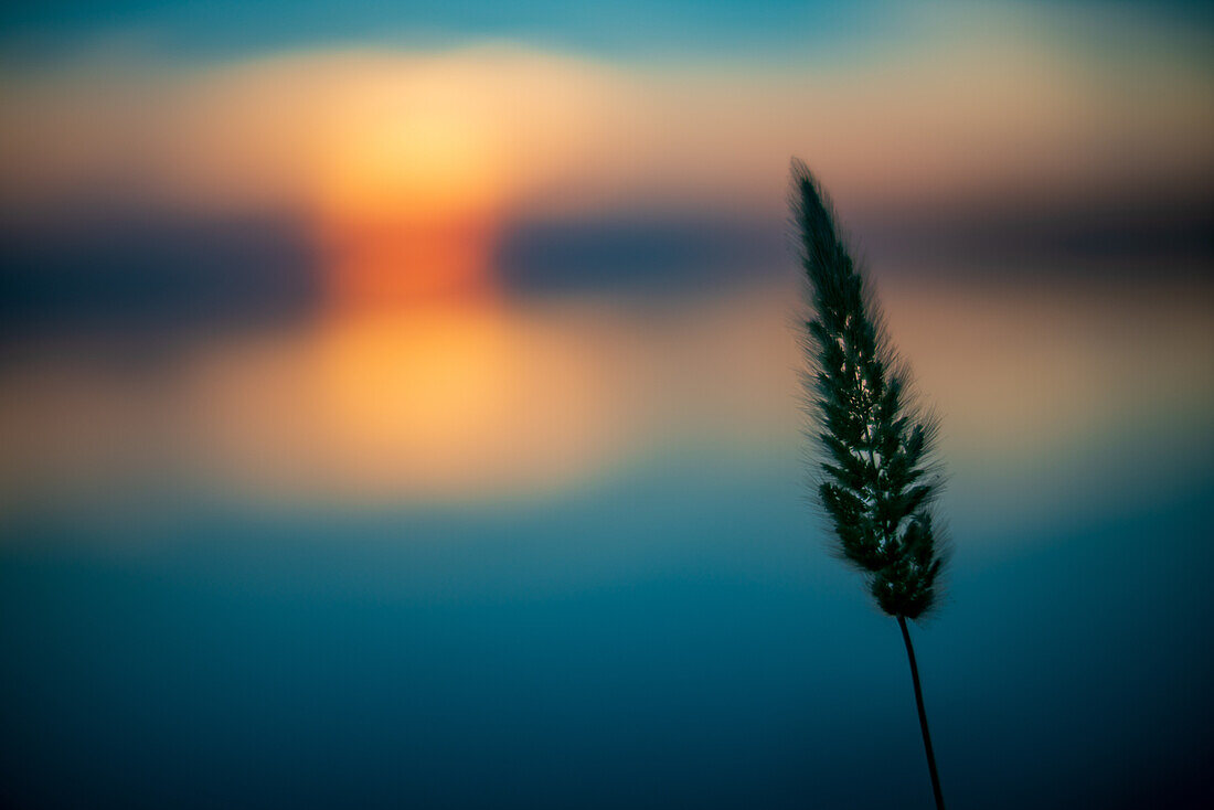 Peaceful winter scene of flooded fields prepared for rice cultivation in Isla Mayor, Seville, Spain. Soft sunset glow reflects on still waters, creating a tranquil atmosphere.