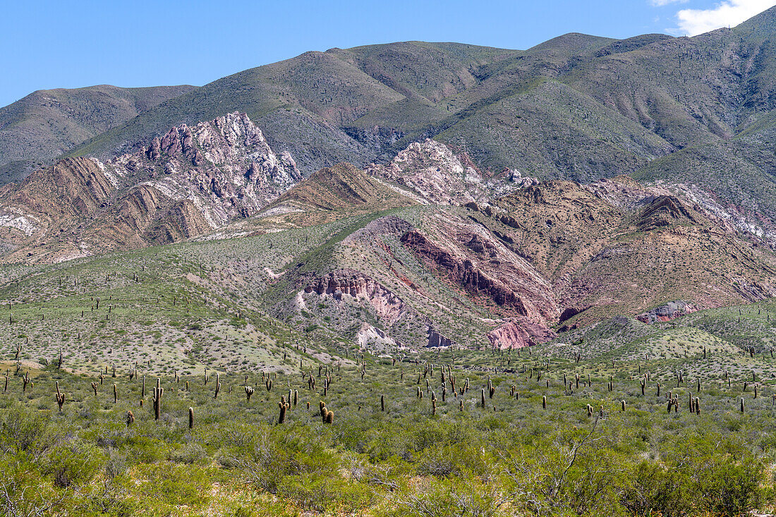 Argentine saguaro or cordon grande cacti and Cerro Tin Tin in Los Cardones National Park in Salta Province, Argentina. Low jarilla shrubs cover the ground.