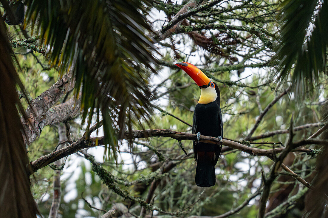 A Toco Toucan, Ramphastos toco, perched in a tree in San Jose de Metan, Argentina.