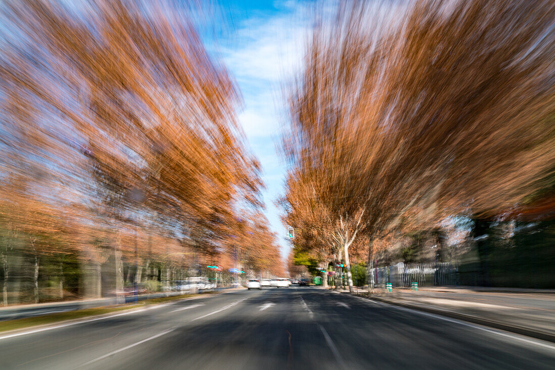 Blurred motion perspective of autumn trees and streets in Sevilla, Spain, captured from a moving car. Vibrant colors and dynamic movement create a sense of speed and exploration.