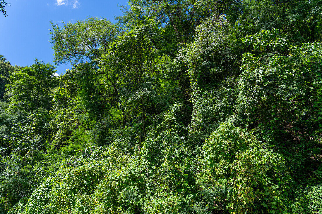 Der üppige subtropische Regenwald der Yungas zwischen Salta und San Salvador de Jujuy, Argentinien