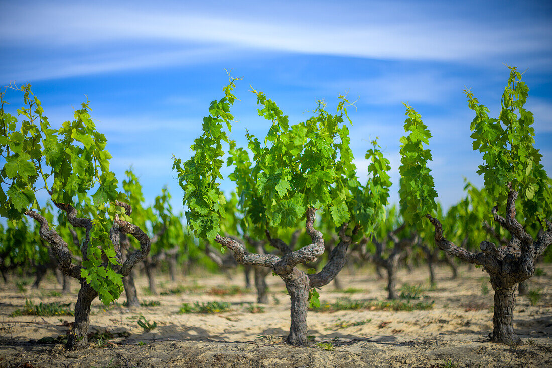 Ein üppiger Weinberg gedeiht unter der Sonne Sevillas in Carrion de los Cespedes, Spanien. Die leuchtend grünen Rebstöcke stehen für Wachstum und die reiche Tradition der Weinherstellung