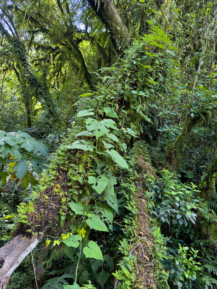 Epiphytes & ferns on trees in the yungas subtropical cloud forest in Calilegua National Park in Argentina. UNESCO Yungas Biosphere Reserve.