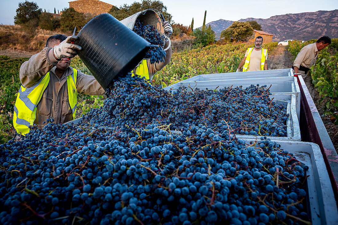 Grape harvest, Pirene variety, Tremp, Lleida, Catalonia, Spain, Europe