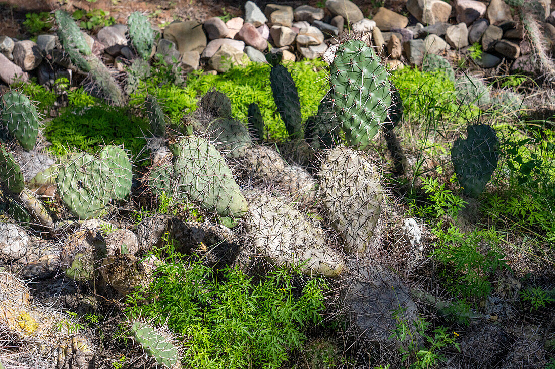 Schwefelkaktus, Opuntia sulphurea, im Jardin Botánico de Altura bei Tilcara, Argentinien