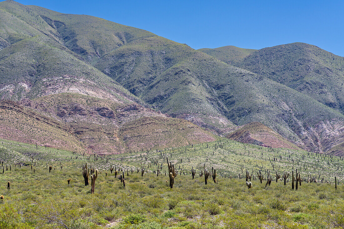 Argentine saguaro or cordon grande cacti and Cerro Tin Tin in Los Cardones National Park in Salta Province, Argentina. Low jarilla shrubs cover the ground.