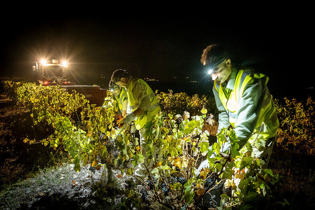 Grape harvest, Pirene variety, Tremp, Lleida, Catalonia, Spain, Europe