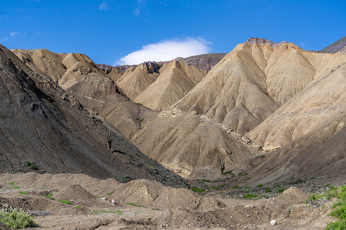 Cardón-Kaktus in der erodierten Schlucht der Cuesta de Lipan zwischen Purmamarca und Salinas Grande in Argentinien