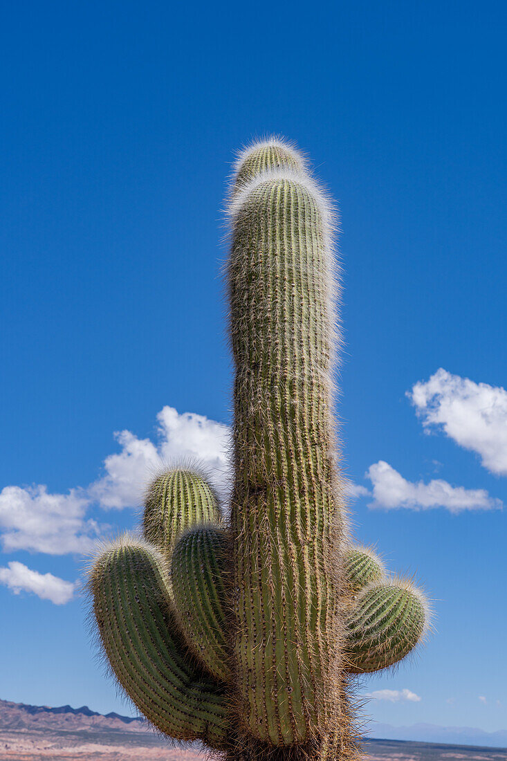 Ein argentinischer Saguaro oder Cordon Grande Kaktus im Los Cardones National Park in der Provinz Salta, Argentinien