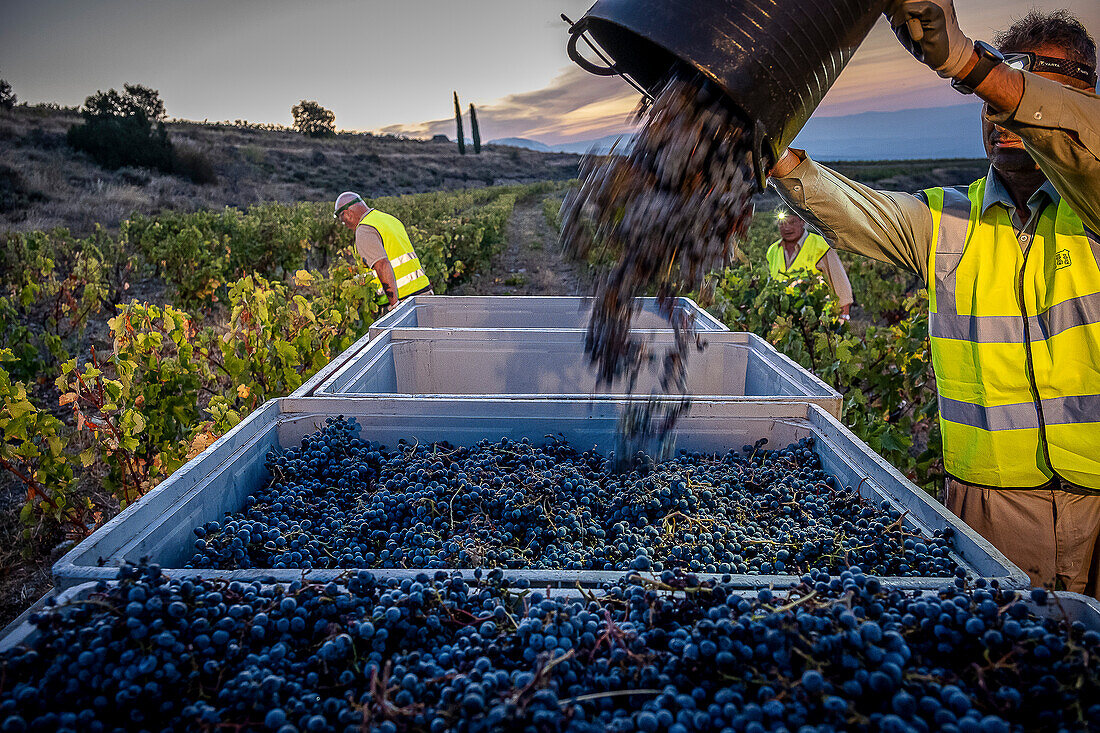 Grape harvest, Pirene variety, Tremp, Lleida, Catalonia, Spain, Europe