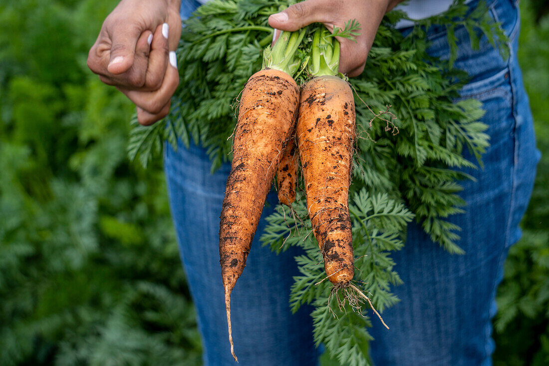 Farm worker holding carrots in Cerro Punta, Panama