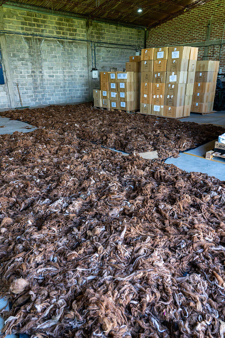 Washed & spin-dried llama wool laid out on tarps to dry at Hilandería Warmi, a weaving mill in Palpalá, Argentina.