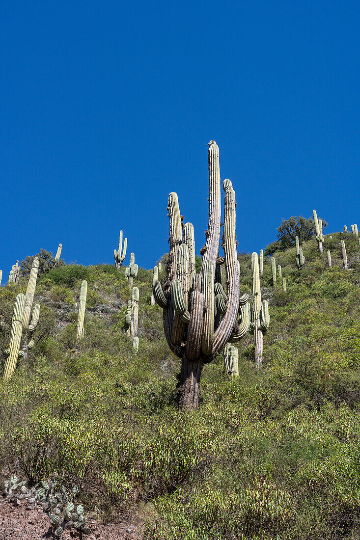 Argentine saguaro or cardon grande cacti on the mountainsides in the Quebrada de Escoipe, Valle de Lerma near Salta, Argentina.