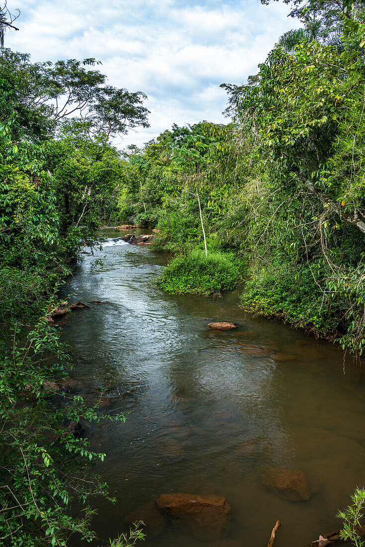 Tropical rainforest along the Iguazu River in Iguazu National Park in Argentina. A UNESCO World Heritage SIte.