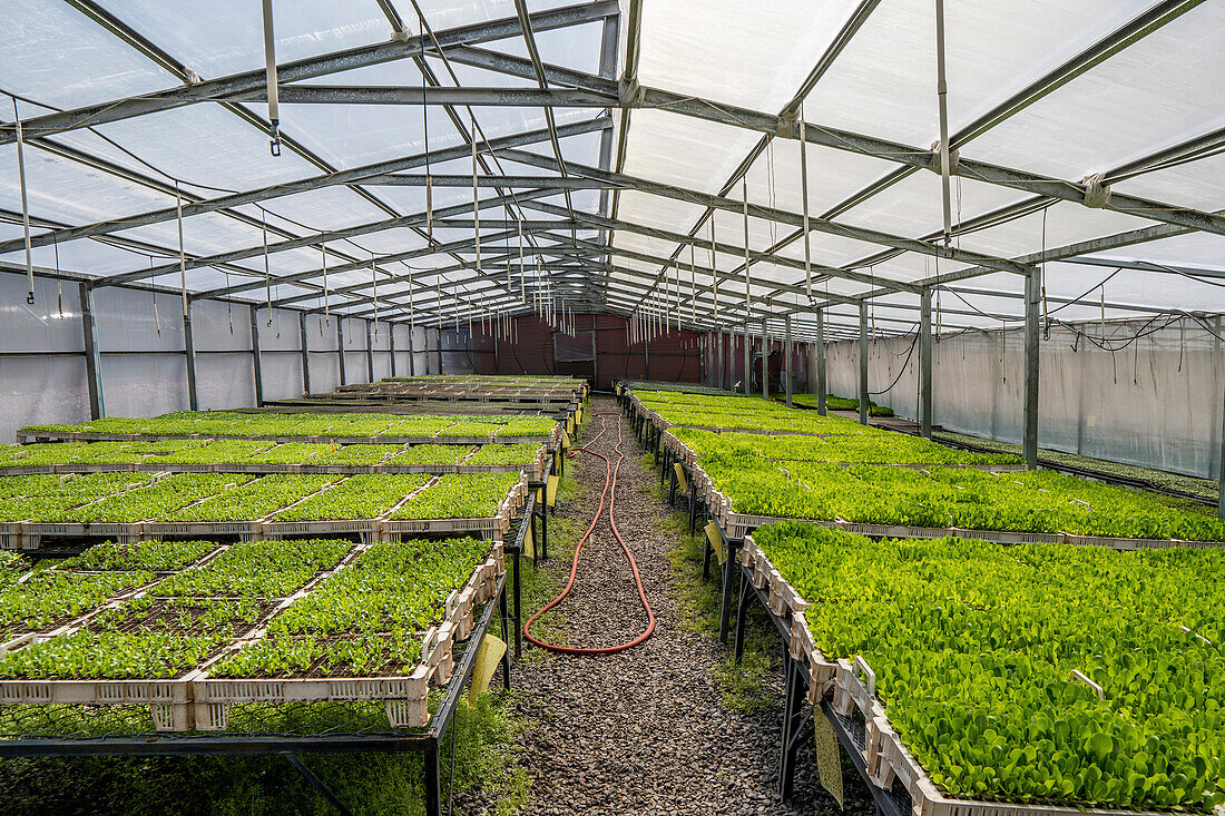 Greenhouse in Veggie Farm Cerro Punta, Panama