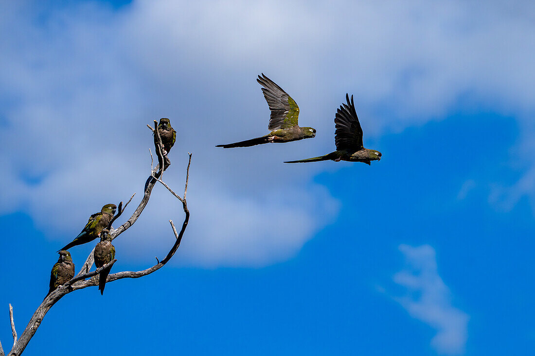 Two Burrowing Parrots, Cyanoliseus patagonus, fly out of a tree near Cafayate, Argentina.