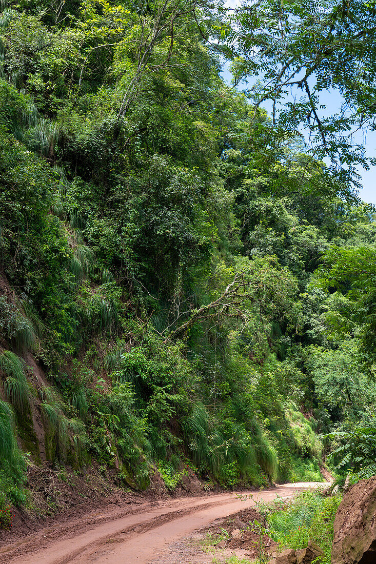 Provincial Route 83 into the yungas in Calilegua National Park in the UNESCO Yungas Biosphere Reserve in Argentina.