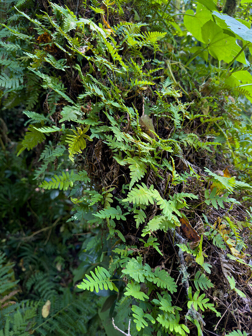 Epiphyten und Farne auf einem Baum im subtropischen Yungas-Nebelwald im Calilegua-Nationalpark in Argentinien. UNESCO-Biosphärenreservat Yungas