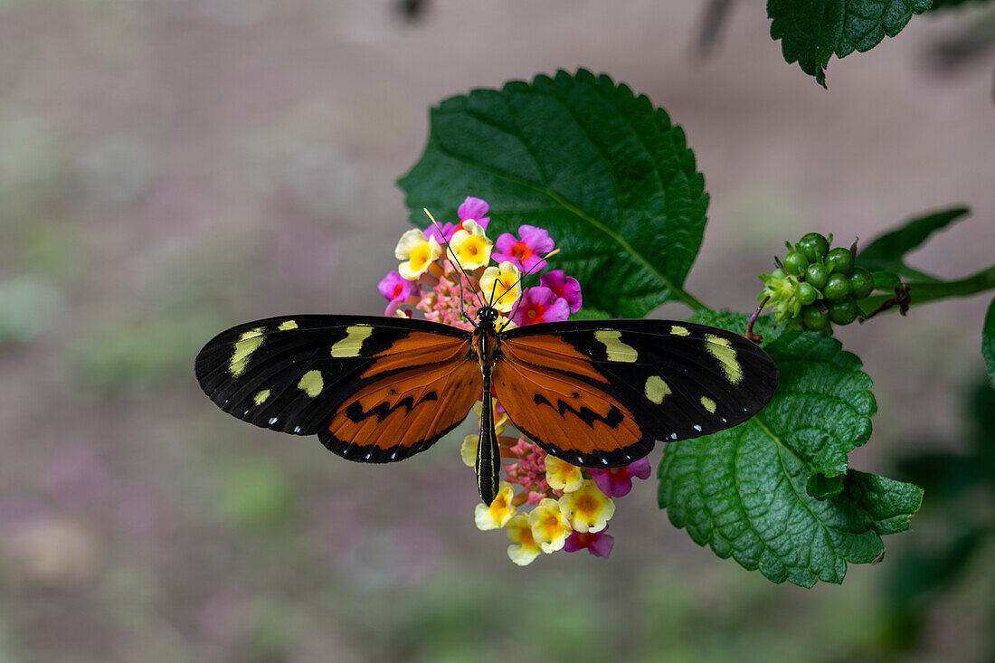 Lysimnia Tigerwing Schmetterling, Mechanitis lysimnia, bei der Nahrungsaufnahme an den Blüten eines Spanish Flag Busches in El Naranjo, Argentinien