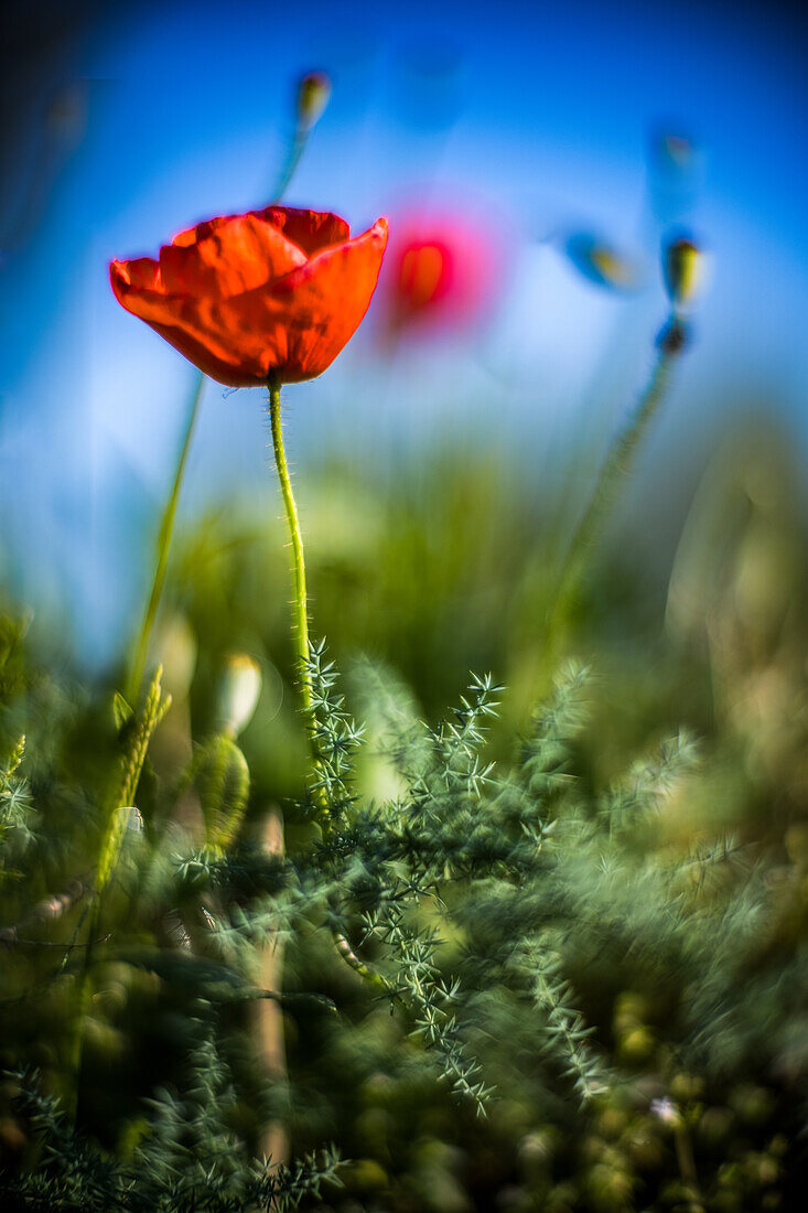 Nahaufnahme einer leuchtenden Wildblume, aufgenommen mit einem weit geöffneten Leica Noctilux Objektiv, das die natürliche Schönheit und die komplizierten Details hervorhebt. Perfekt für Natur- und Fotografiebegeisterte