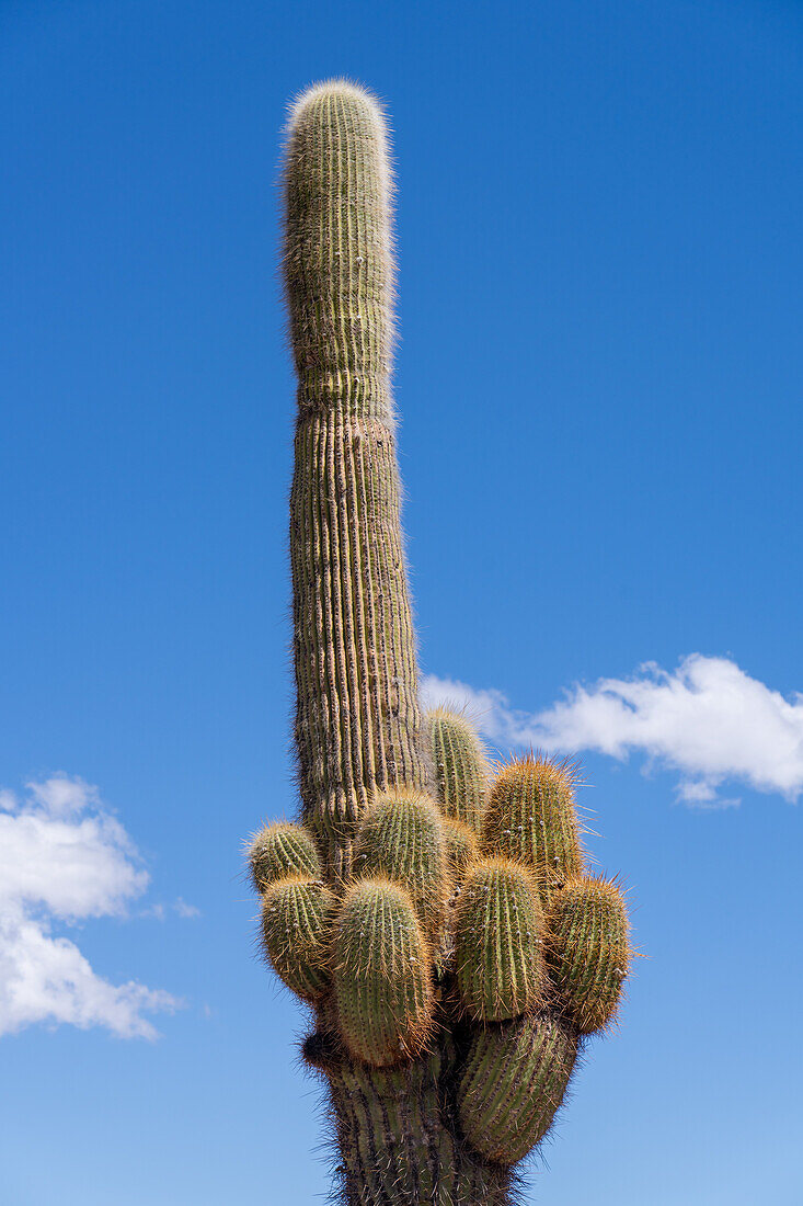 Mehrere neue Arme an einem argentinischen Saguaro oder Cordon Grande-Kaktus im Los Cardones-Nationalpark in der Provinz Salta, Argentinien