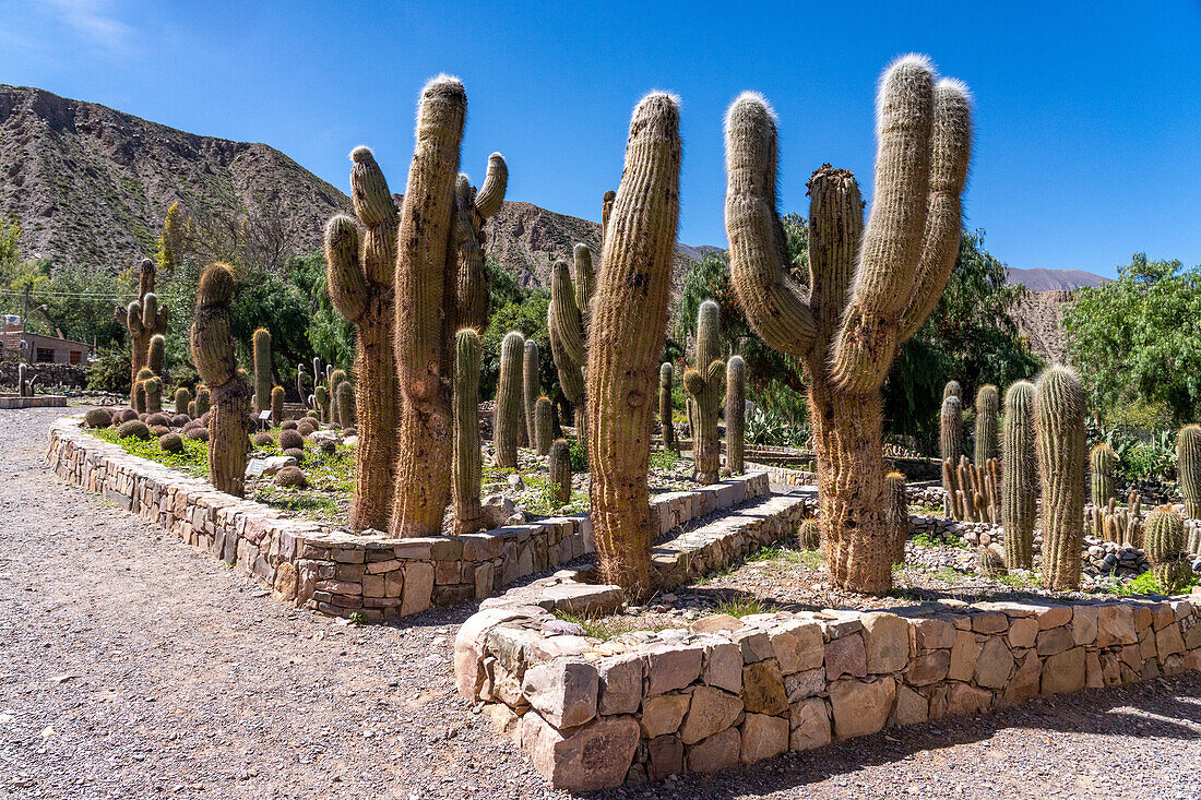 Cardón, Leucostele atacamensis, a columnar cactus in the Jardin Botánico de Altura near Tilcara, Argentina.