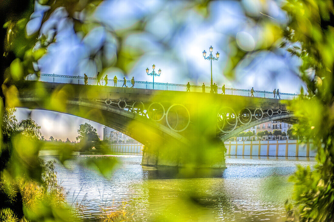 Blick auf die Triana-Brücke, umrahmt von üppigem Grün entlang des Flussufers in Sevilla, Andalusien, Spanien. Aufgenommen mit einem Leica Noctilux Objektiv, das die Architektur und die Schönheit der Natur hervorhebt