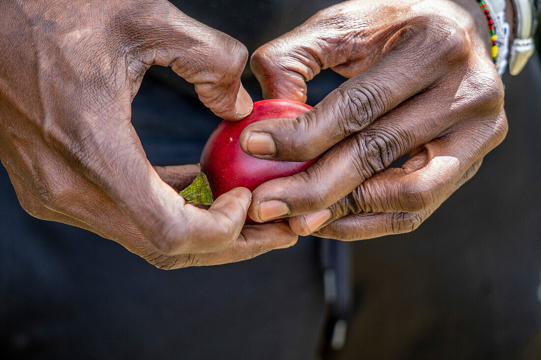 Worker’s hands holding produce from Veggie Farm Cerro Punta, Panama