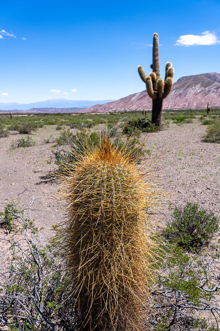 Detail der langen Stacheln eines argentinischen Saguaro oder Cordon Grande Kaktus im Nationalpark Los Cardones in der Provinz Salta, Argentinien