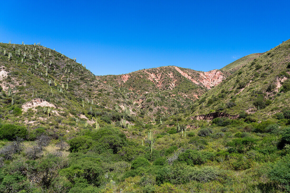 Argentine saguaro or cardon grande cacti on the mountainsides in the Quebrada de Escoipe, Valle de Lerma near Salta, Argentina.