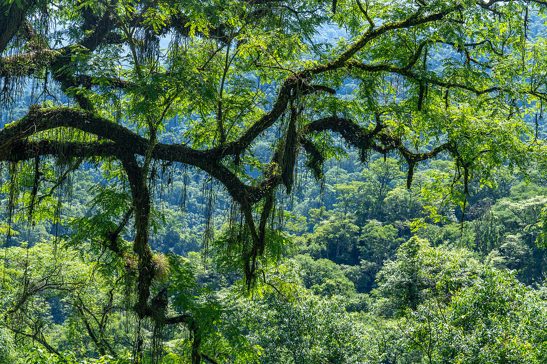 An epiphyte-covered tree in the yungas subtropical forest in Calilegua National Park in Argentina. UNESCO Yungas Biosphere Reserve.