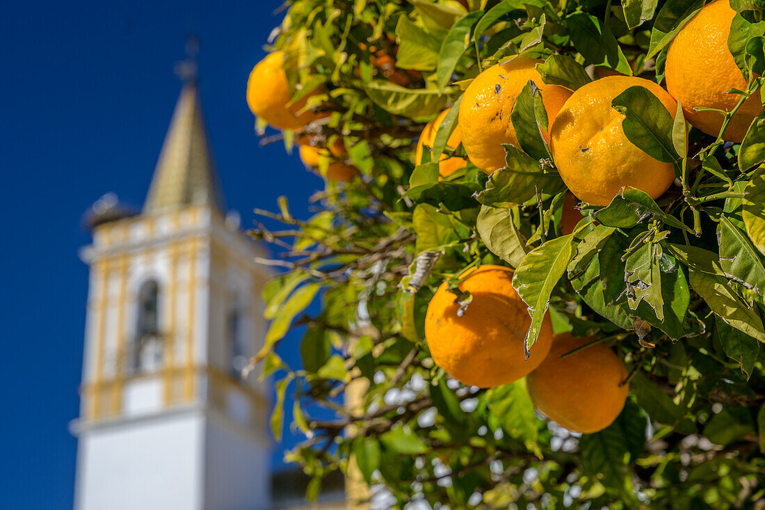 Nahaufnahme von Bitterorangen, die an einem Baum hängen, vor der Kulisse einer historischen Kirche in der ländlichen Stadt Carrion de los Cespedes, Sevilla, Spanien