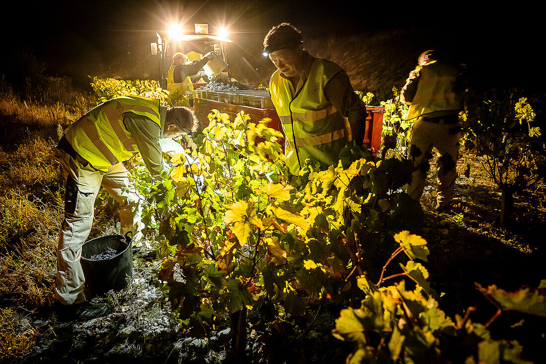 Grape harvest, Pirene variety, Tremp, Lleida, Catalonia, Spain, Europe