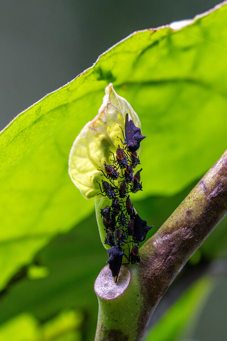 Adult and juvenile treehoppers on a leaf in the yungas in Calilegua National Park in Argentina.