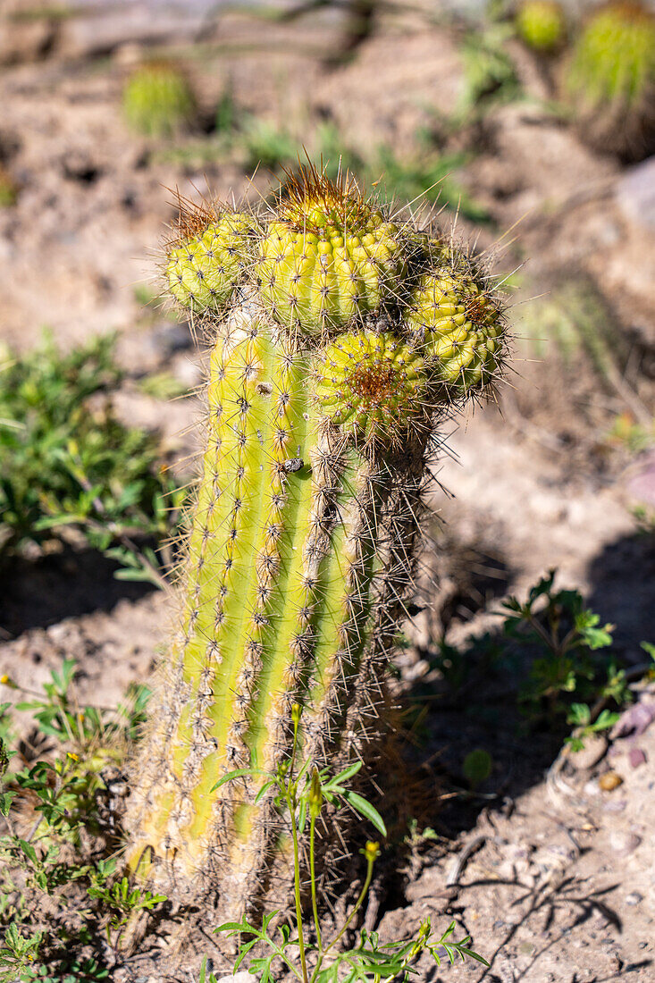 Little Cardon Cactus, Soehrensia schickendantzii, in the Jardin Botánico de Altura near Tilcara, Argentina.