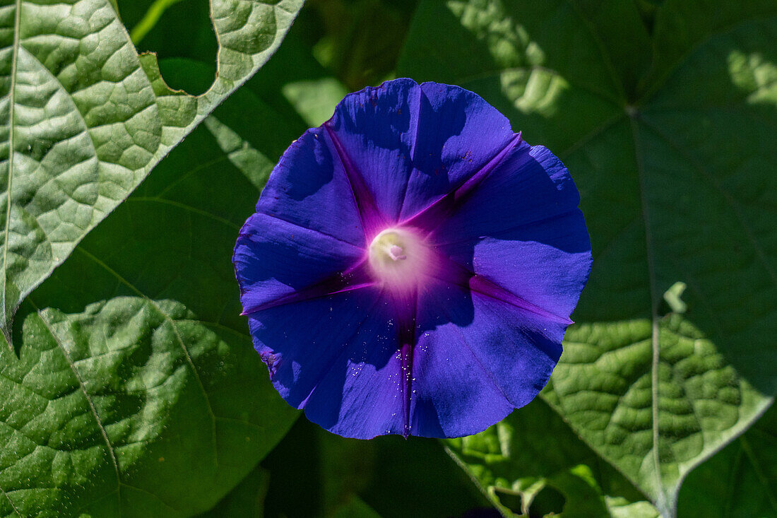 Gewöhnliche Morgenlatte, Ipomoea purpurea, wächst auf einer Oca-Pflanze im Jardin Botánico de Altura bei Tilcara, Argentinien