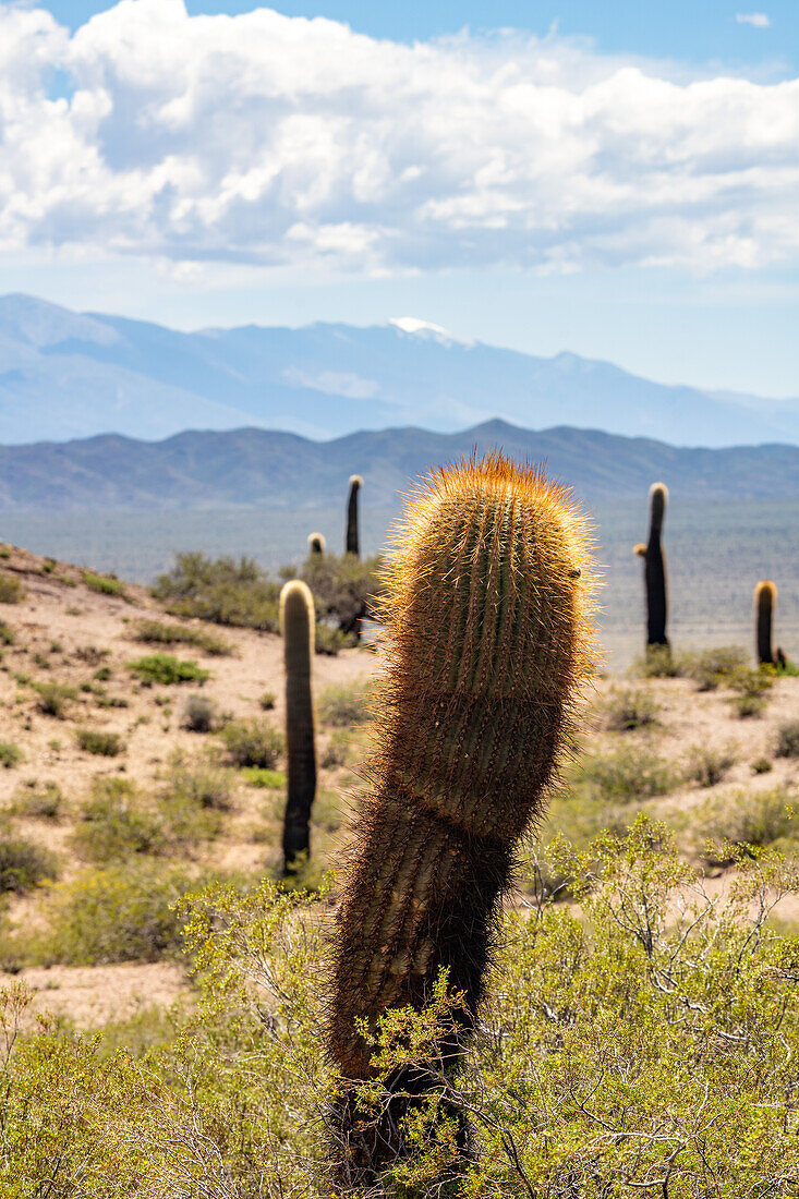 Argentine saguaro or cordon grande cacti in Los Cardones National Park in Salta Province, Argentina. Low jarilla shrubs cover the ground.