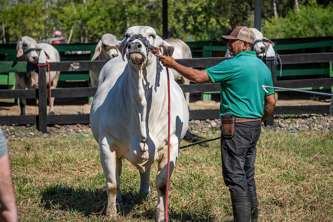 Hermanos Motta PZA Farm. Livestock show cattle in Panama