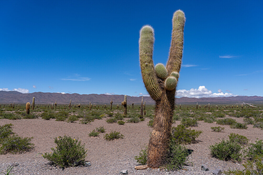 Argentine saguaro or cordon grande cacti & the Sierra de los Cajoncillos in Los Cardones National Park in Salta Province, Argentina. Low jarilla shrubs cover the ground.