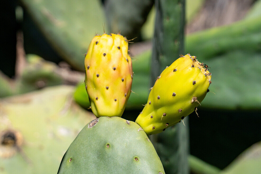 Buds on Nopal, Opuntia ficus-indica, in the Jardin Botánico de Altura near Tilcara, Argentina.