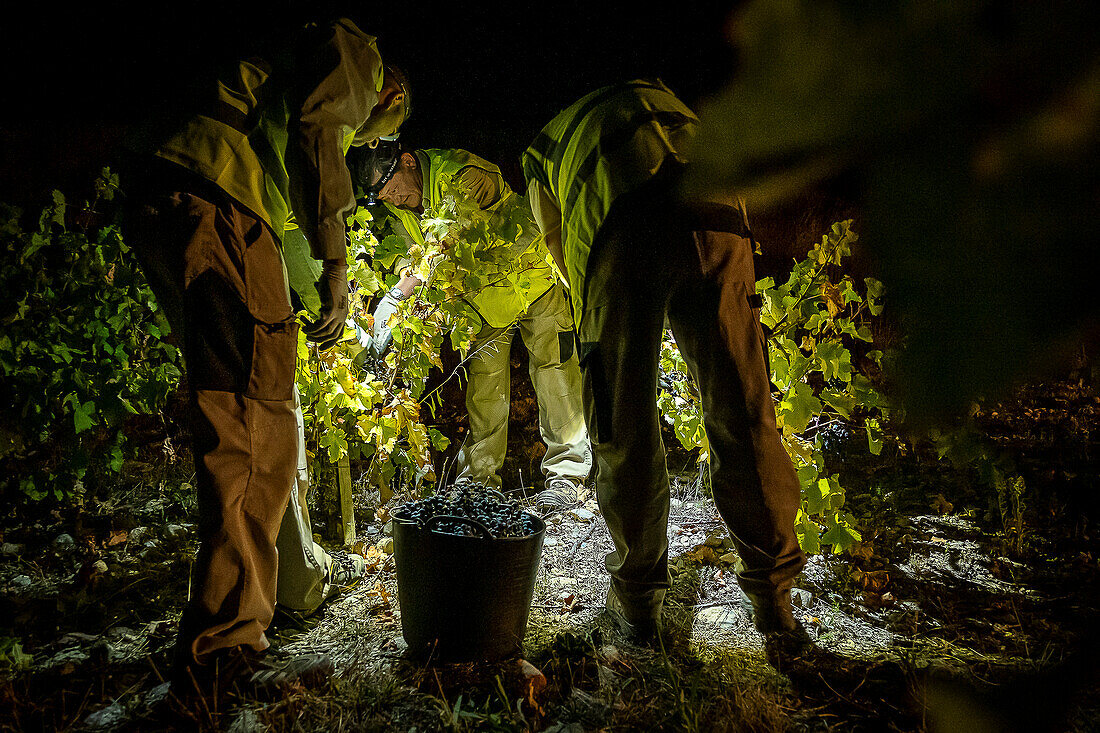 Grape harvest, Pirene variety, Tremp, Lleida, Catalonia, Spain, Europe