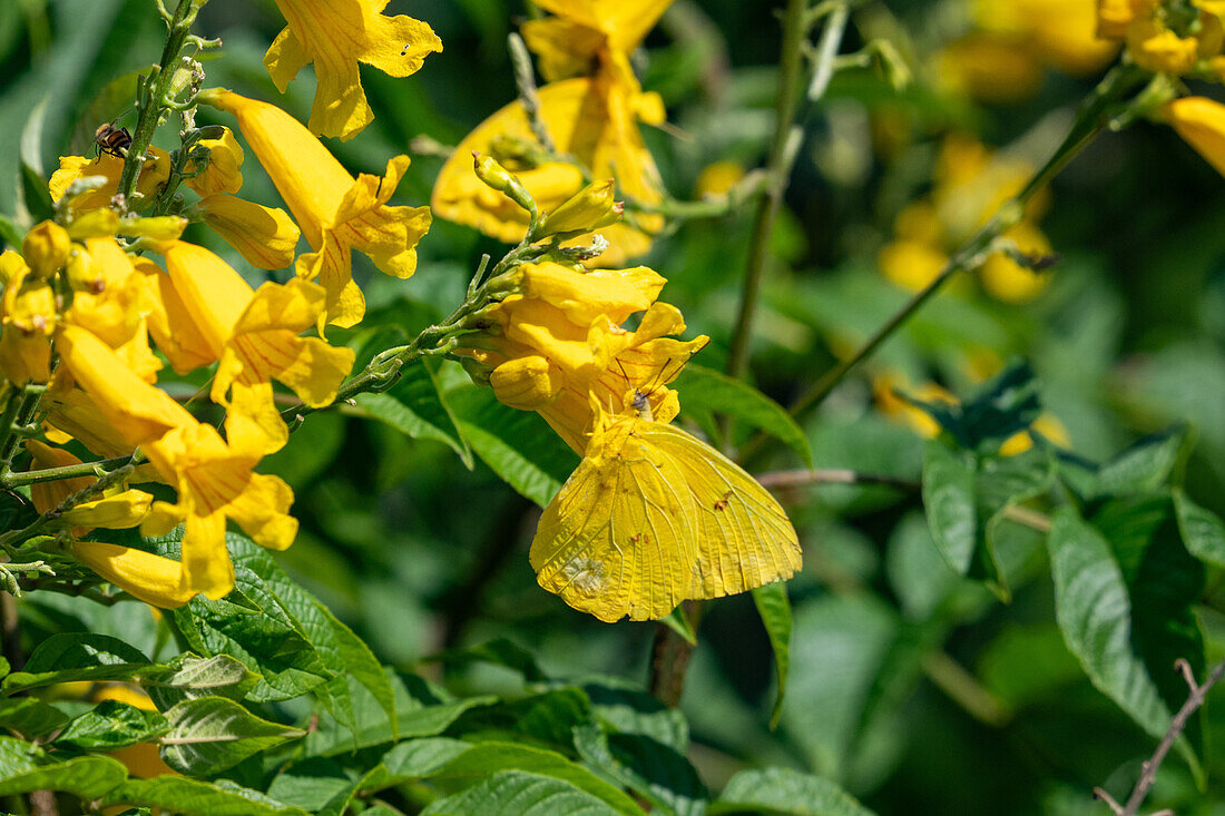 Orangefarbener Schwebfalter bei der Nahrungsaufnahme an einer gelben Trompetenblüte am Stausee Campo Alegre in der Provinz Salta, Argentinien