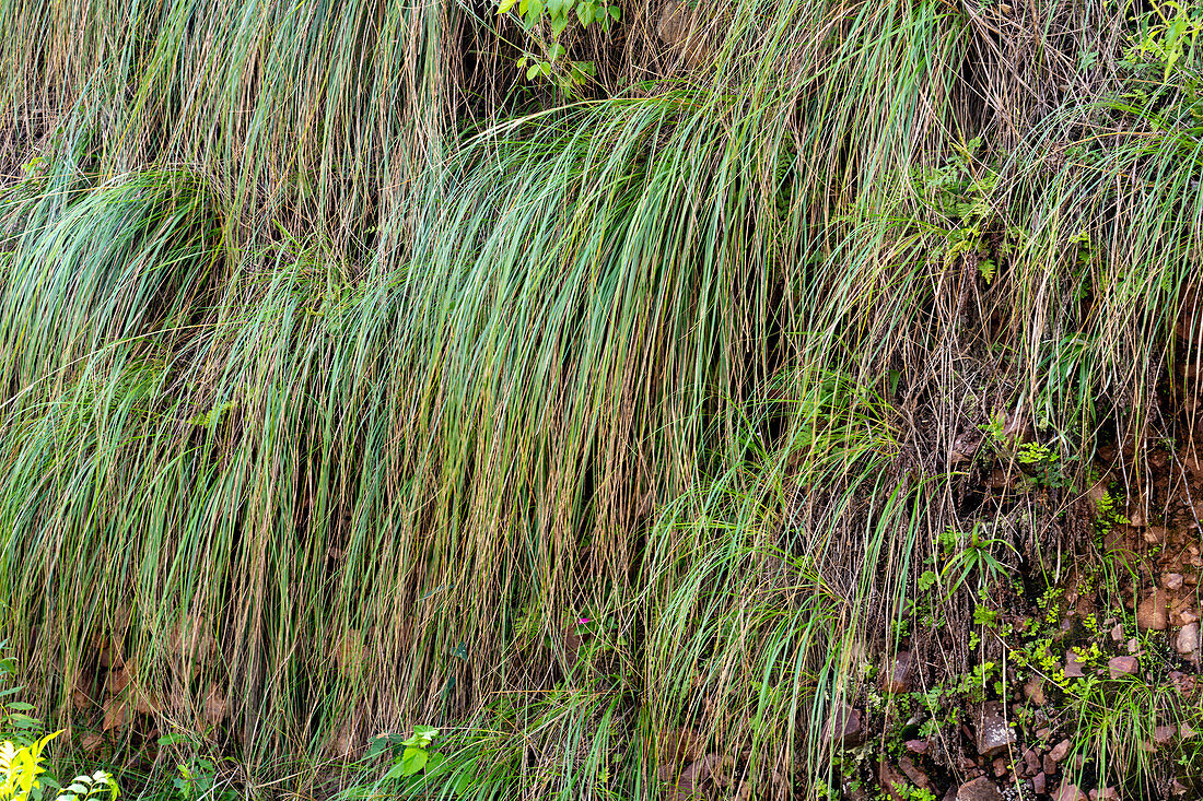 Cortaderia hiernonymi an den steilen Hängen entlang der Route 9 im Regenwald der Yungas zwischen Salta und San Salvador de Jujuy, Argentinien